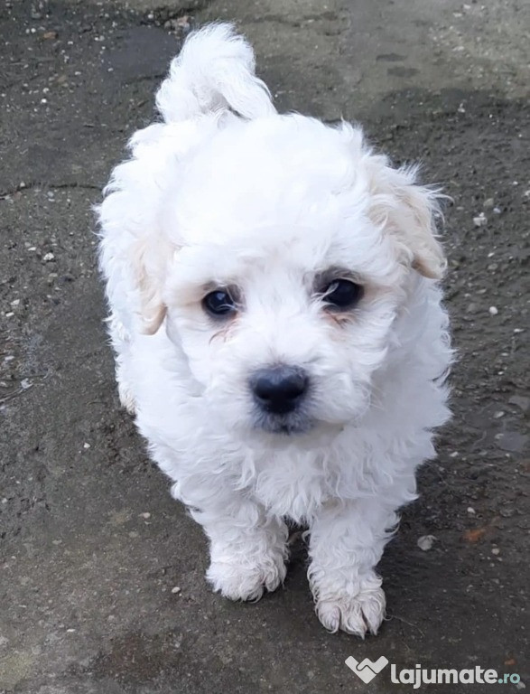 4 pui de bichon își caută o familie iubitoare! Vârstă: 6 săptămâni