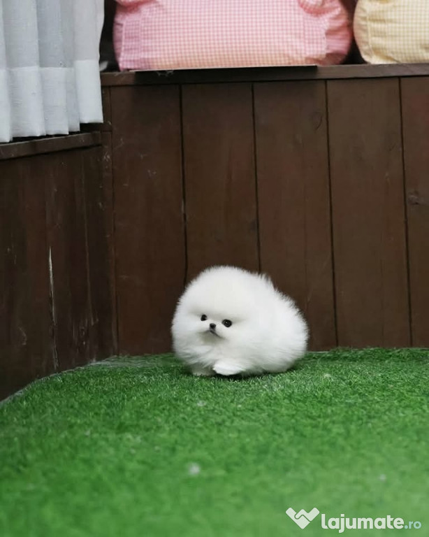 Pomeranian teacup boo