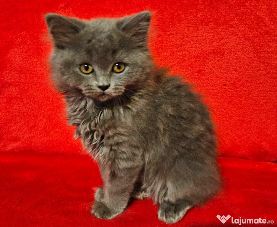 Scottish Highland fold si straight vaccinate