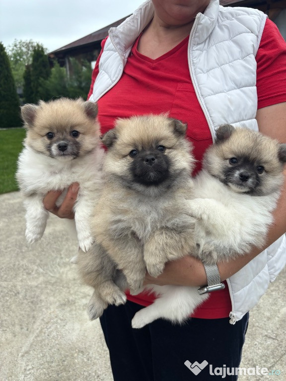 Căței Pomeranian Spitz