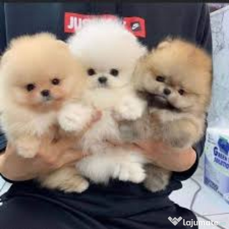 Pomeranian mini boo talie mica