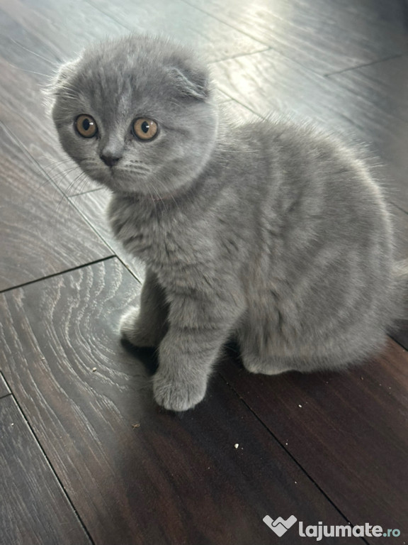 Scottish fold blue