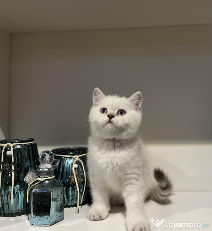 British shorthair pisoiasi superbi