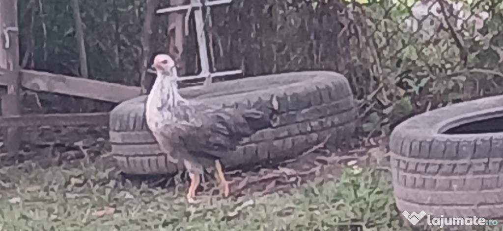 Vând 7 puicuțe de găină argintie italiană