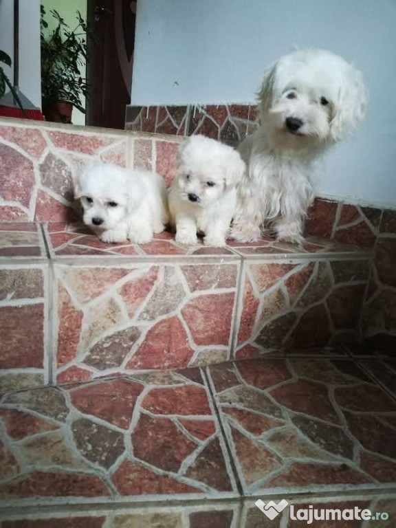 Băieți bichon maltez