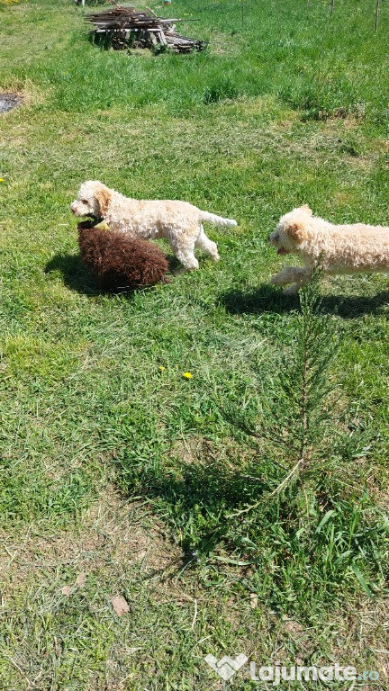 Lagotto caini de trufe