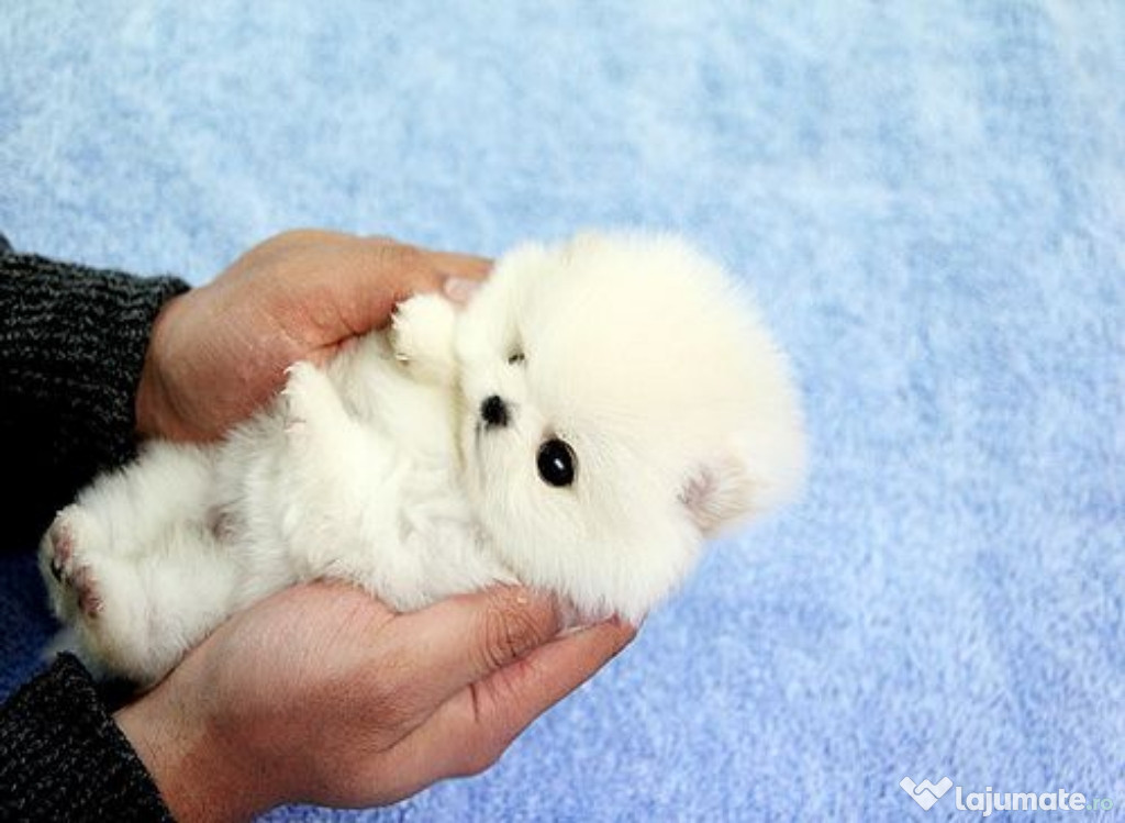Pomeranian mini boo talie mica exemplare superbe