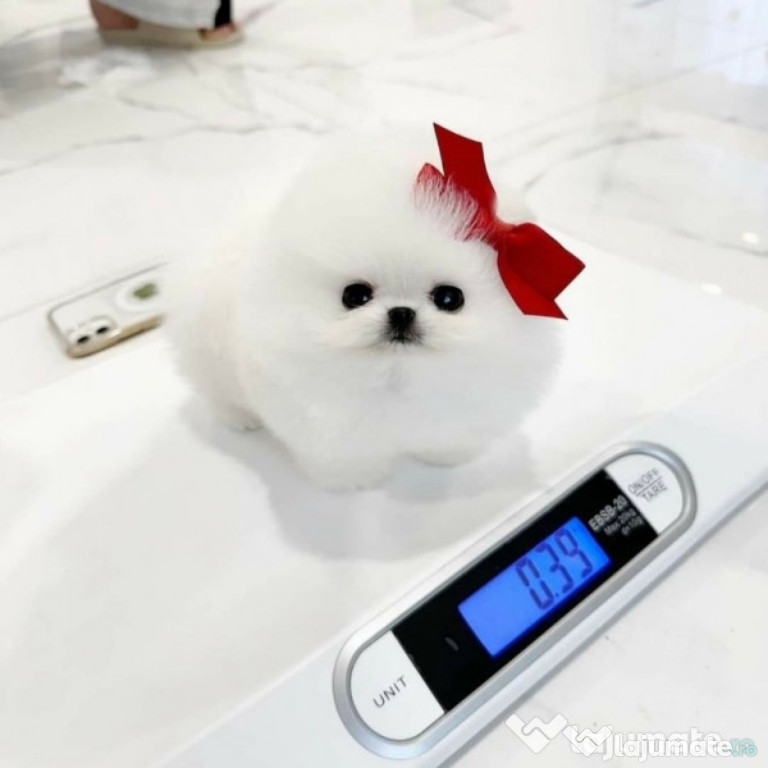 Pomeranian Boo mini talie mica rasa pura