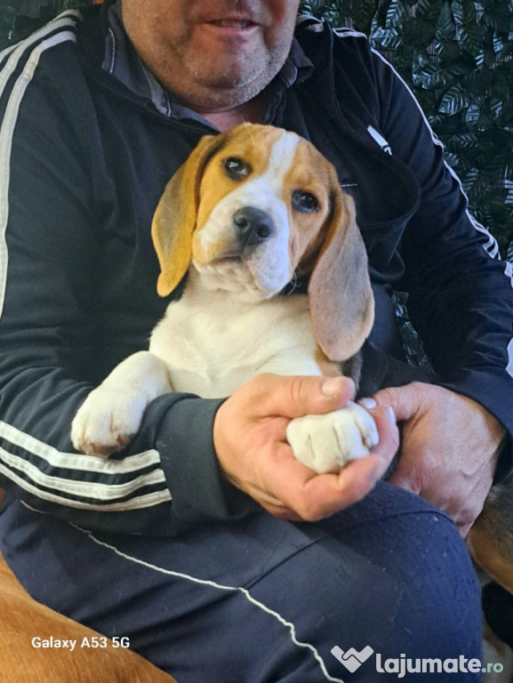 Vand Beagle tricolor