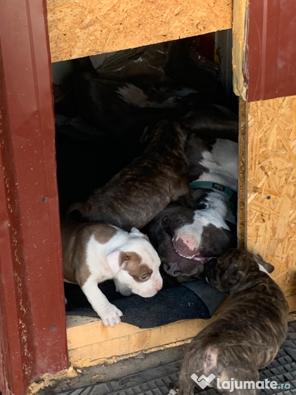 Ofer 4 catelusi Amstaff