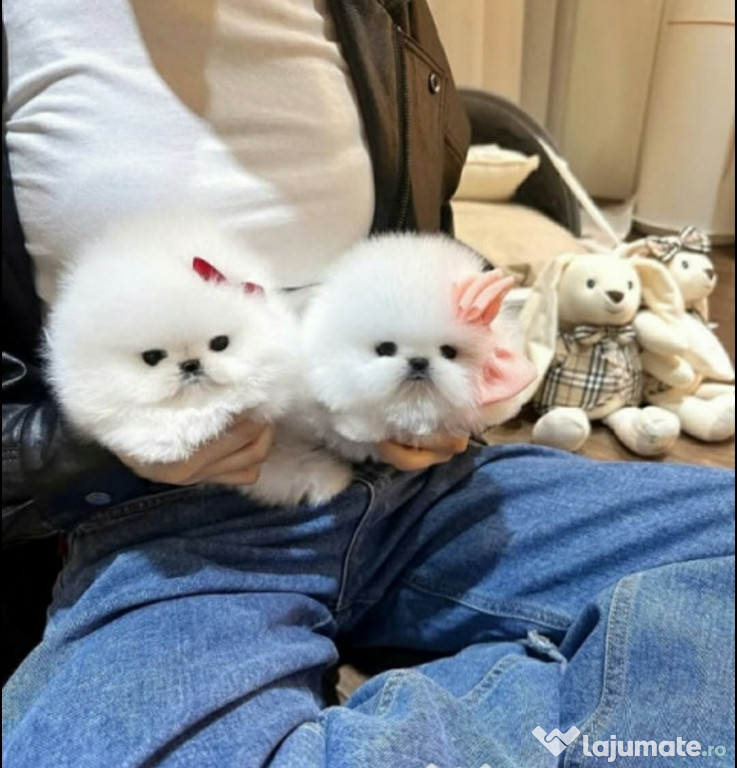 Pomeranian ursulet mini