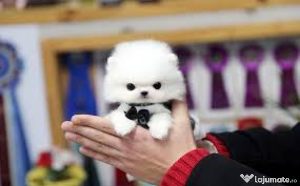 Pomeranian mini boo original