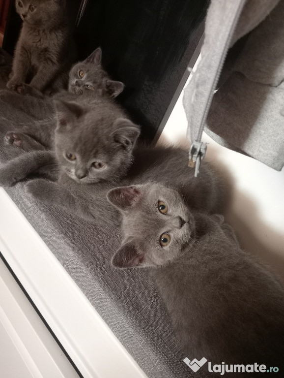 Băieței British shorthair