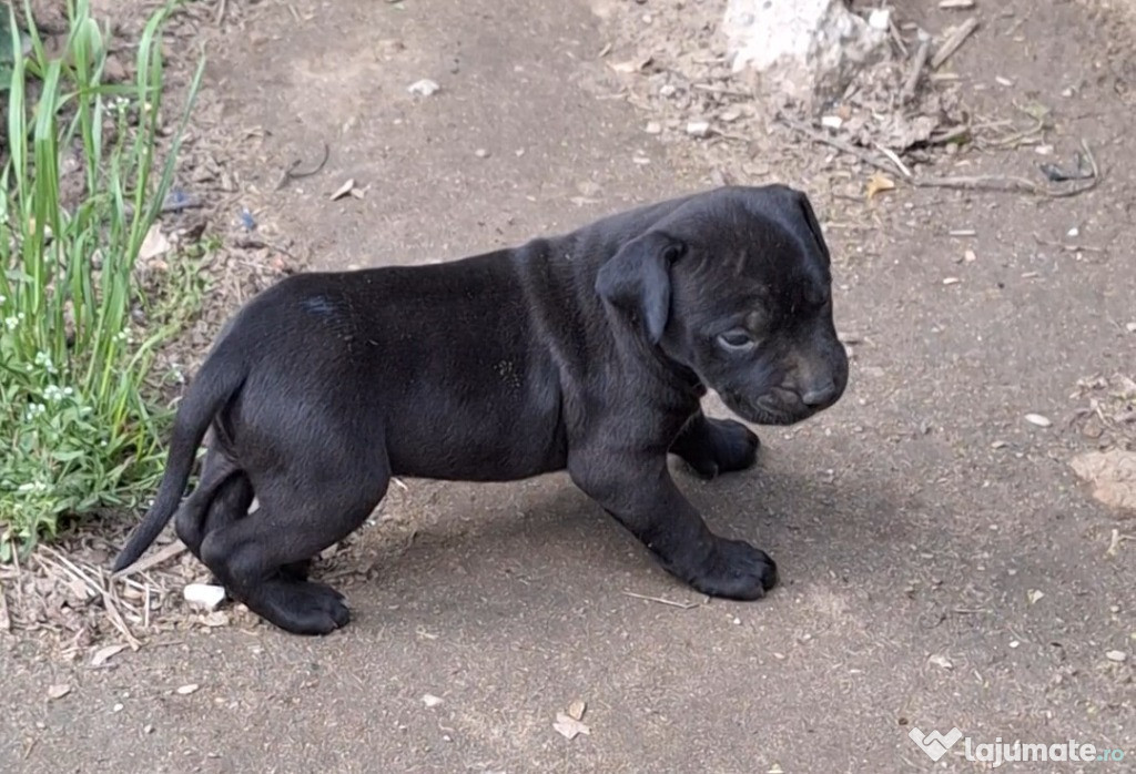 Vând pui amstaff