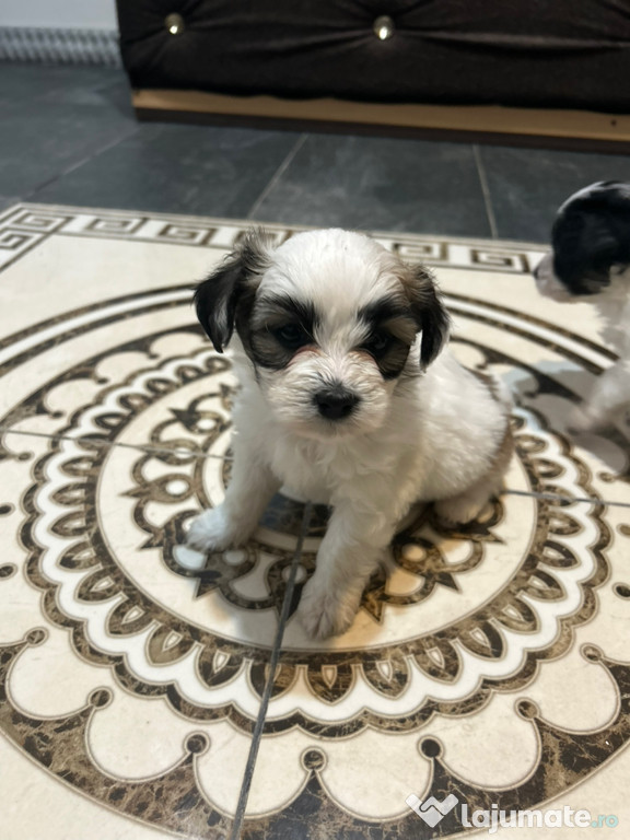 Bichon Maltez, fetita!