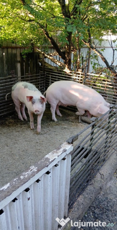 Porci de vânzare – 90 kg și 70 kg – Mureș, Filpișu Mare