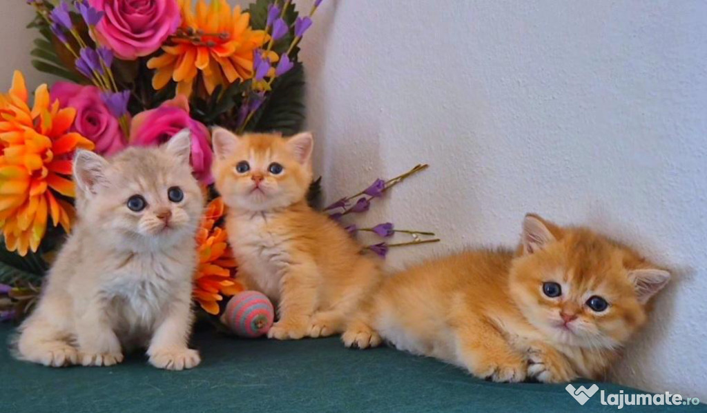 British shorthair puiuți