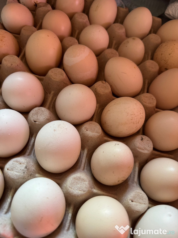 Vând ouă Ayam Cemani pentru incubat