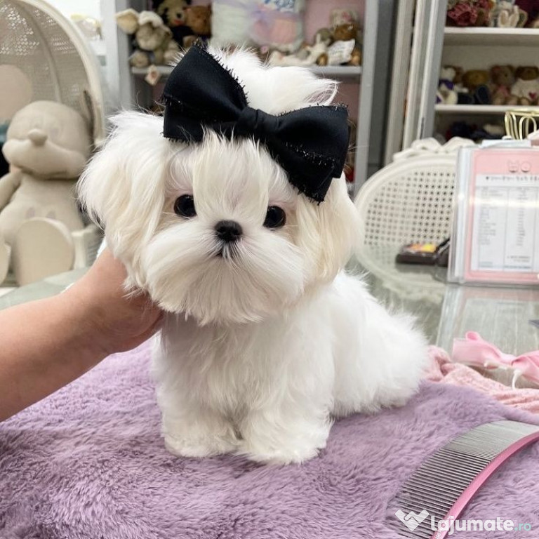Bichon maltez mini toy
