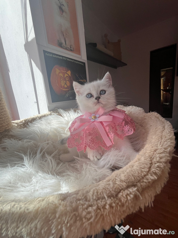 British shorthair shadedpoint