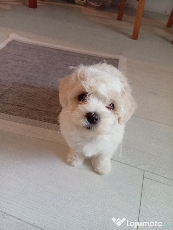 Bichon maltez îsi caută căsuță