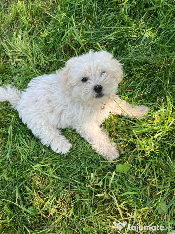 Catelusi Bichon frisè