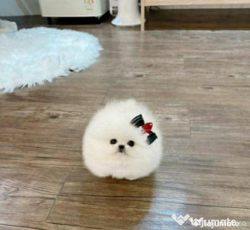 Pomeranian boo de buzunar