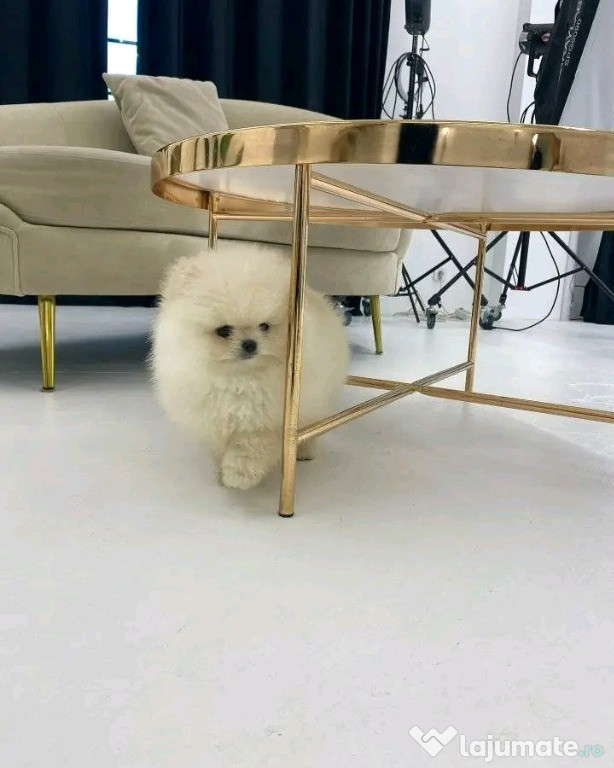 Căței Pomeranian pentru relocare