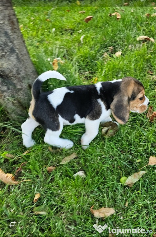 Cățeluși Beagle, 6 săptămâni