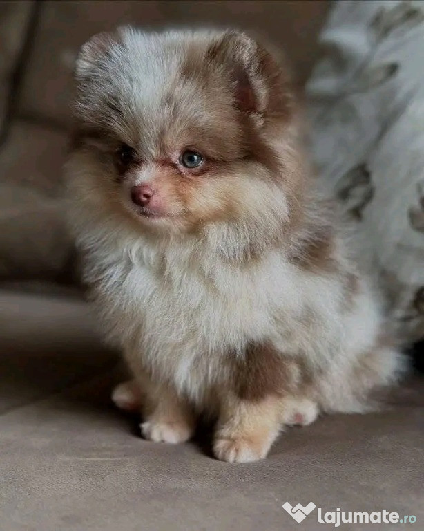 Căței drăguți de Pomeranian pentru relocare