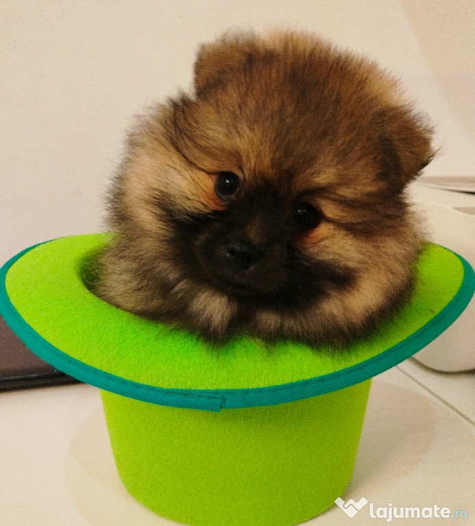 Pomeranian mascul