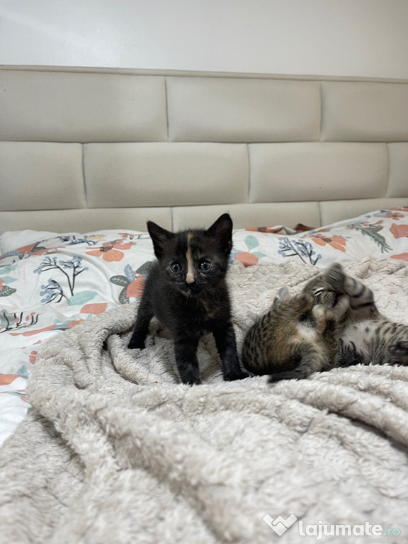 Pisicuțe pt adopție