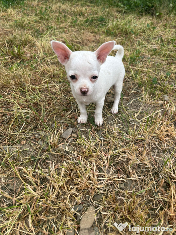 Vând cățelușe Chihuahua