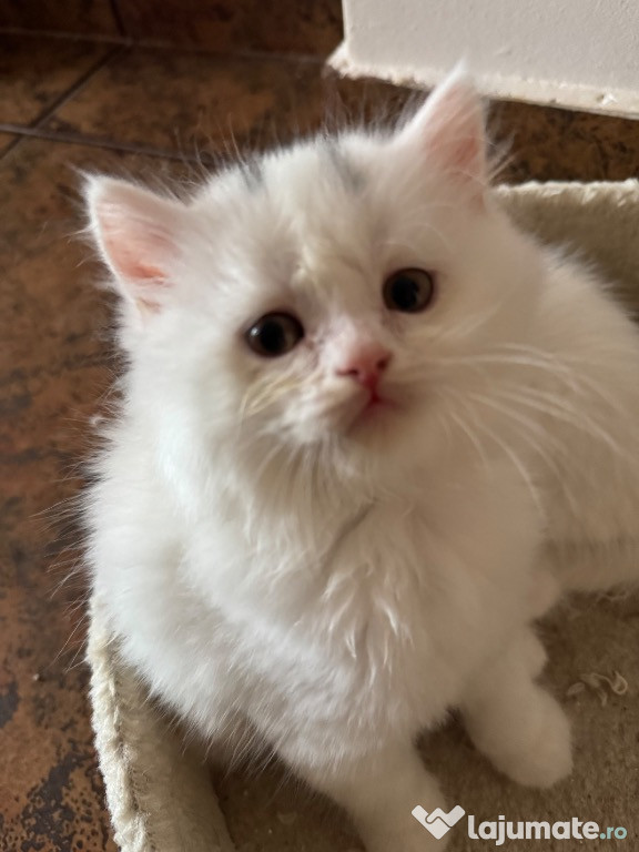 Motanel british shorthair alb