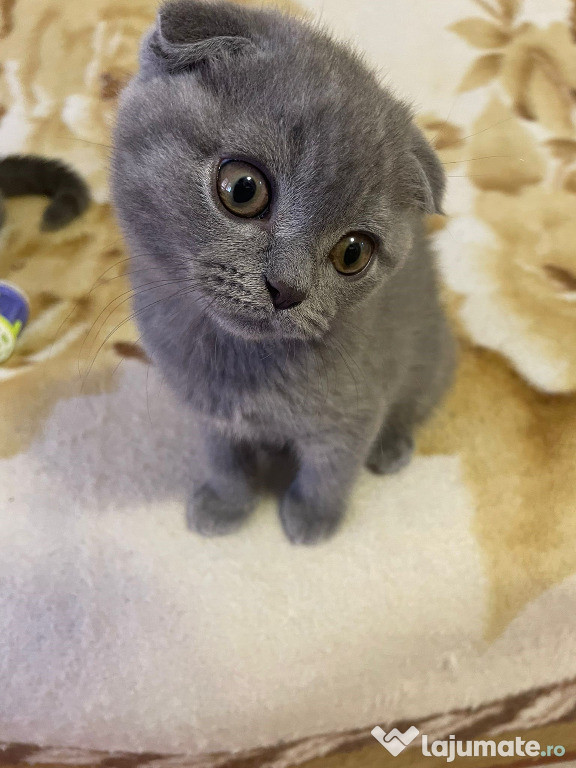 Un puiuț scottish fold iubitor și năzdrăvan