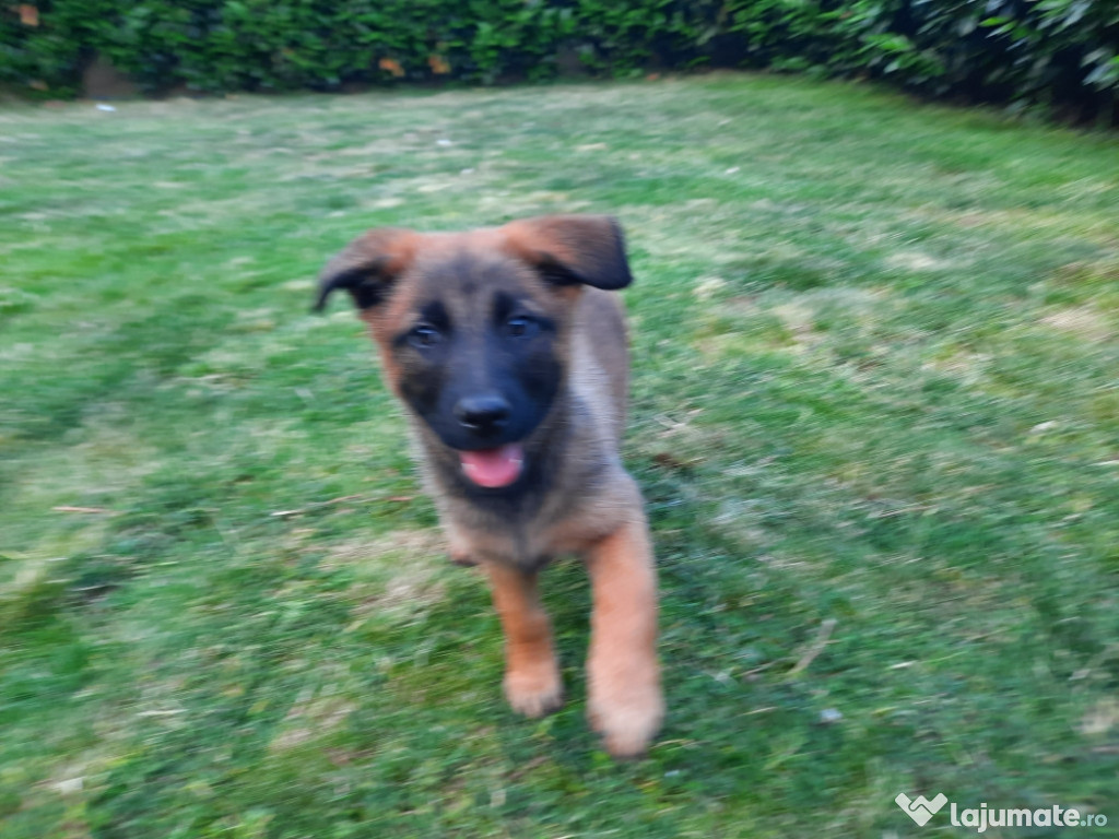 Vând 4 cățelușe malinois