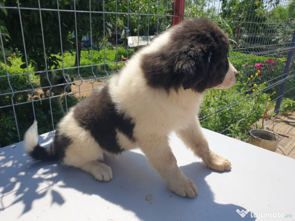 Mascul si femela CR Bucovina!