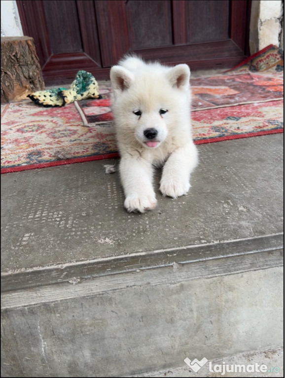 Vand pui Akita Inu Japonez alb