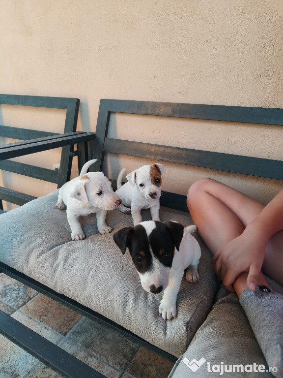 Jack Russell Terrier