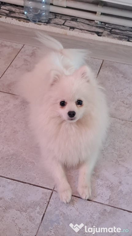 Vînd catei pomeranieni