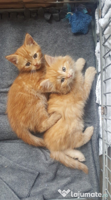Maine Coon puiuți