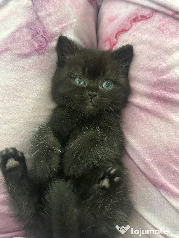 British Shorthair fetite superbe Chocolate rasa pura