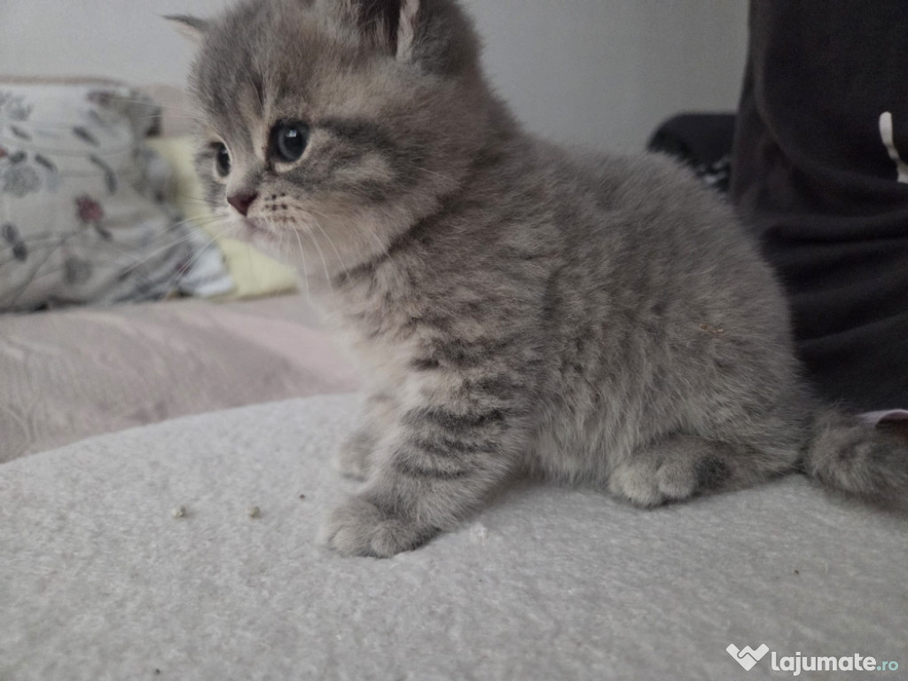 Vând pisoi British Shorthair