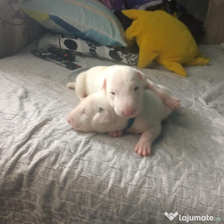 Bull terrier pui