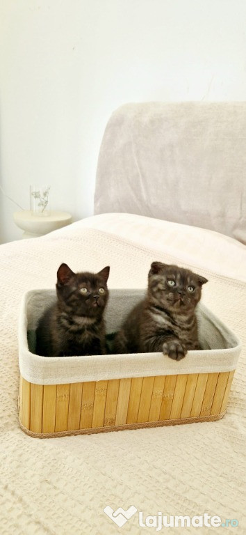 Băiat — Scottish fold Smoke Black Tabby, Fetiță British Shorthair Dar