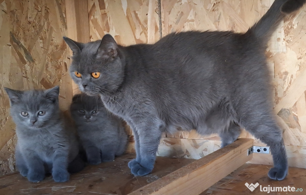 British Shorthair