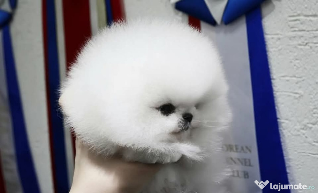 Pomeranian boo mini