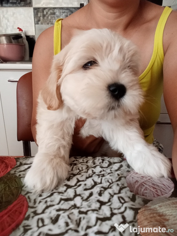 Bichon maltez talie mica