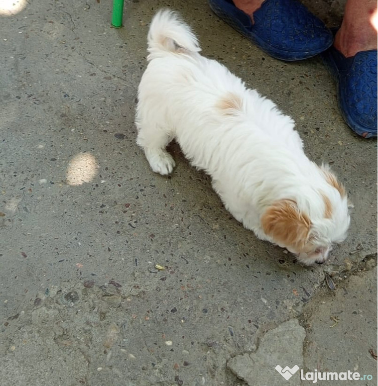 Bichon 8 săptămâni
