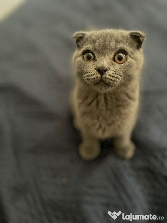 Un puiuț scottish fold iubitor și năzdrăvan